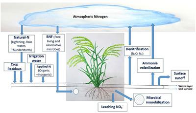 Environment-friendly nitrogen management practices in wetland paddy cultivation